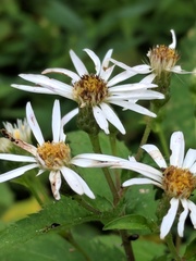 Eurybia furcata
