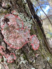Herpothallon