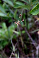 Bulbostylis junciformis