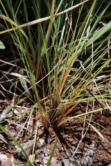 Bulbostylis junciformis