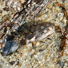 Bembidion inaequale