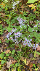 Symphyotrichum cordifolium