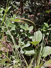 Prestonia erecta