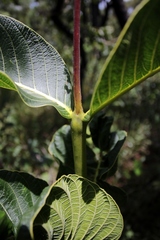 Palicourea rigida