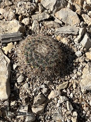 Mammillaria heyderi