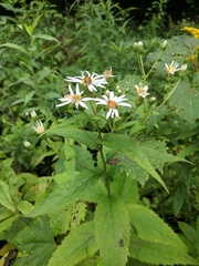 Eurybia furcata
