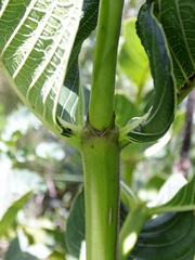 Palicourea rigida