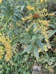 Coleosporium solidaginis