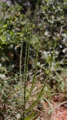 Chamaecrista basifolia