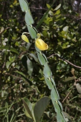 Chamaecrista basifolia