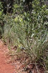 Chamaecrista basifolia