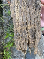 Armadillidium nasatum