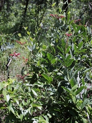 Cissus erosa