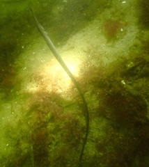 Syngnathus typhle
