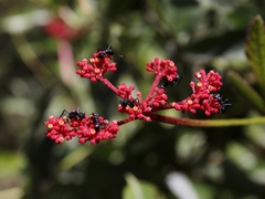 Cissus erosa