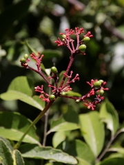 Cissus erosa