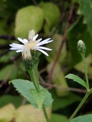 Eurybia furcata