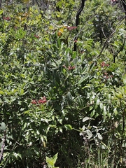 Cissus erosa