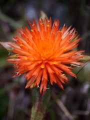 Gomphrena arborescens