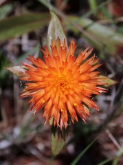 Gomphrena arborescens