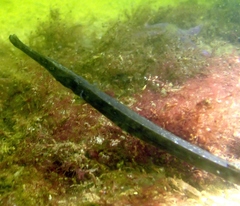 Syngnathus typhle