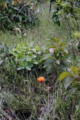 Gomphrena arborescens