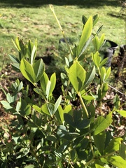 Baptisia australis
