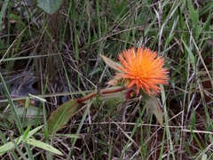 Gomphrena arborescens