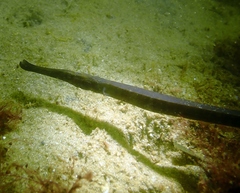 Syngnathus typhle