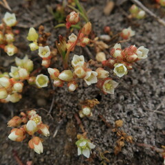 Crassula decumbens