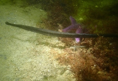 Syngnathus typhle
