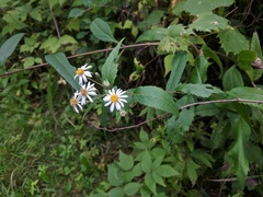 Eurybia furcata