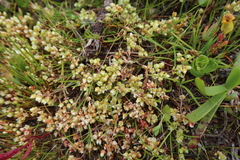 Crassula decumbens