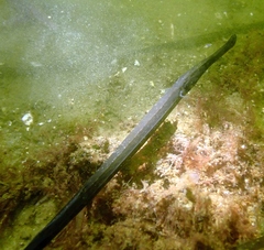 Syngnathus typhle