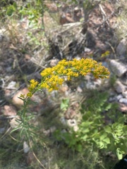 Solidago spectabilis