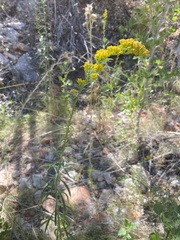 Solidago spectabilis