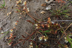 Crassula decumbens