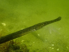 Syngnathus typhle