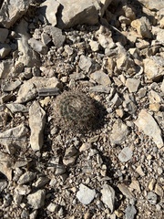 Mammillaria heyderi