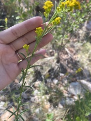 Solidago spectabilis