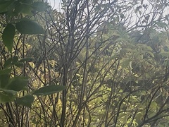 Poecile atricapillus