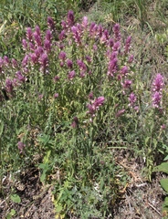 Melampyrum arvense
