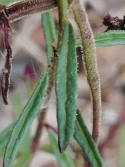 Cleome violacea