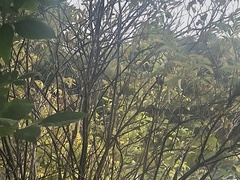 Poecile atricapillus