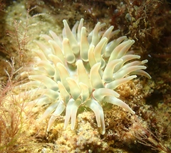 Urticina felina