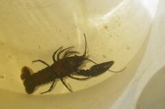 Faxonius virilis