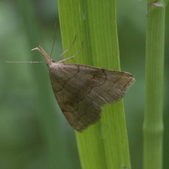 Phalaenostola metonalis