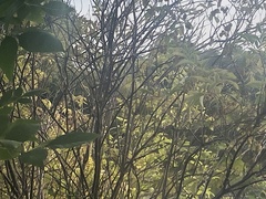 Poecile atricapillus