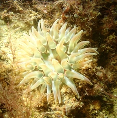 Urticina felina