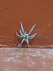 Arachnida